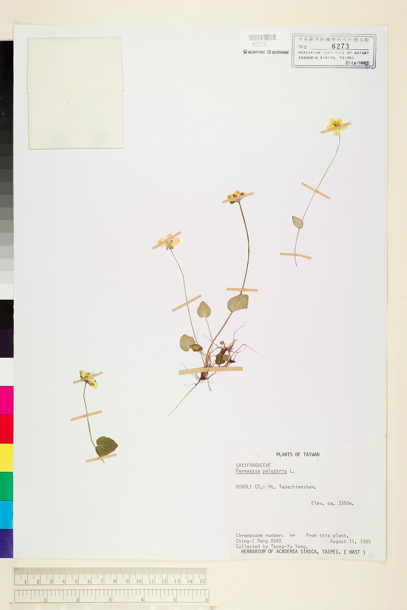 Sample image for viewer