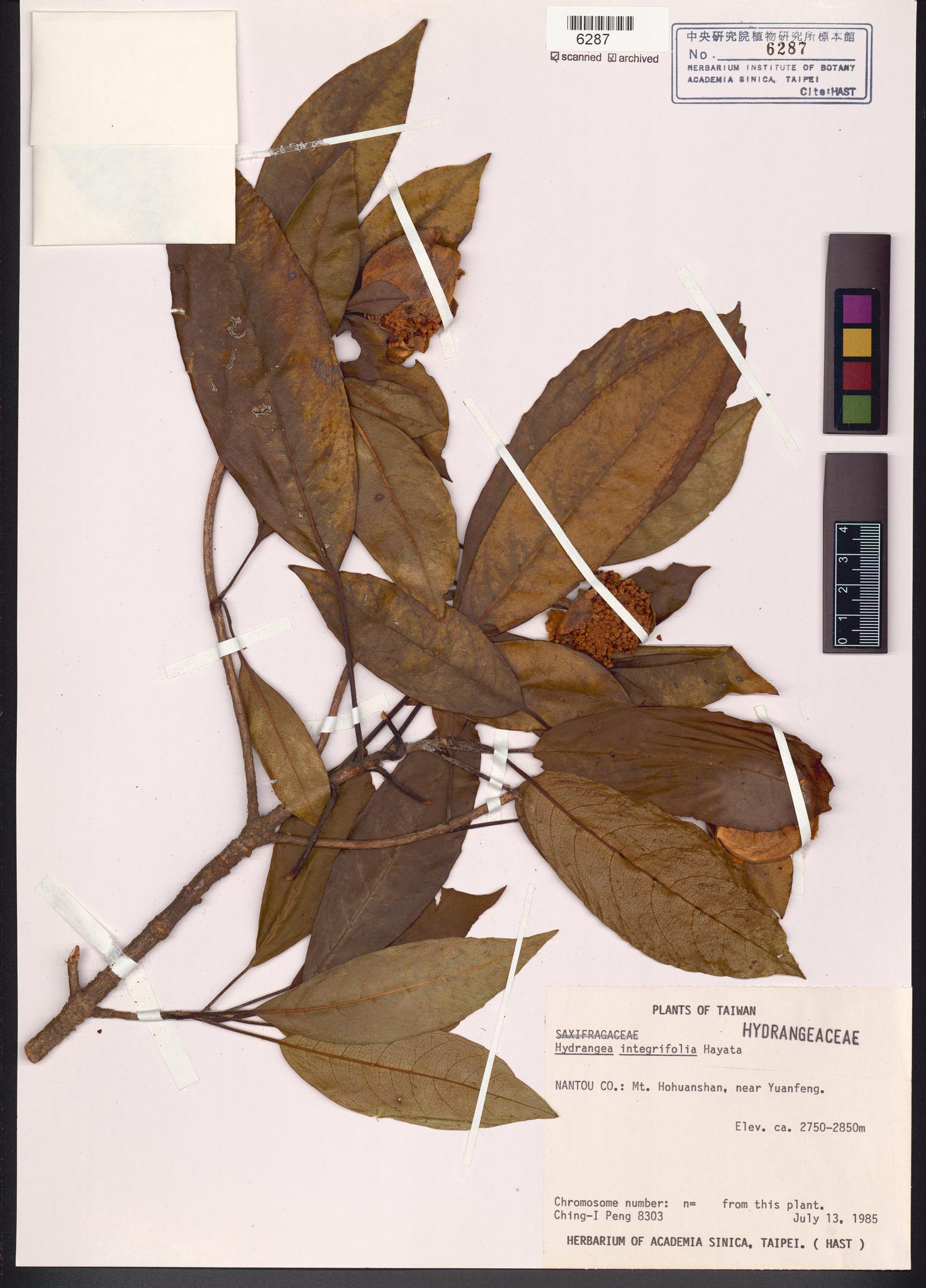 Sample image for viewer