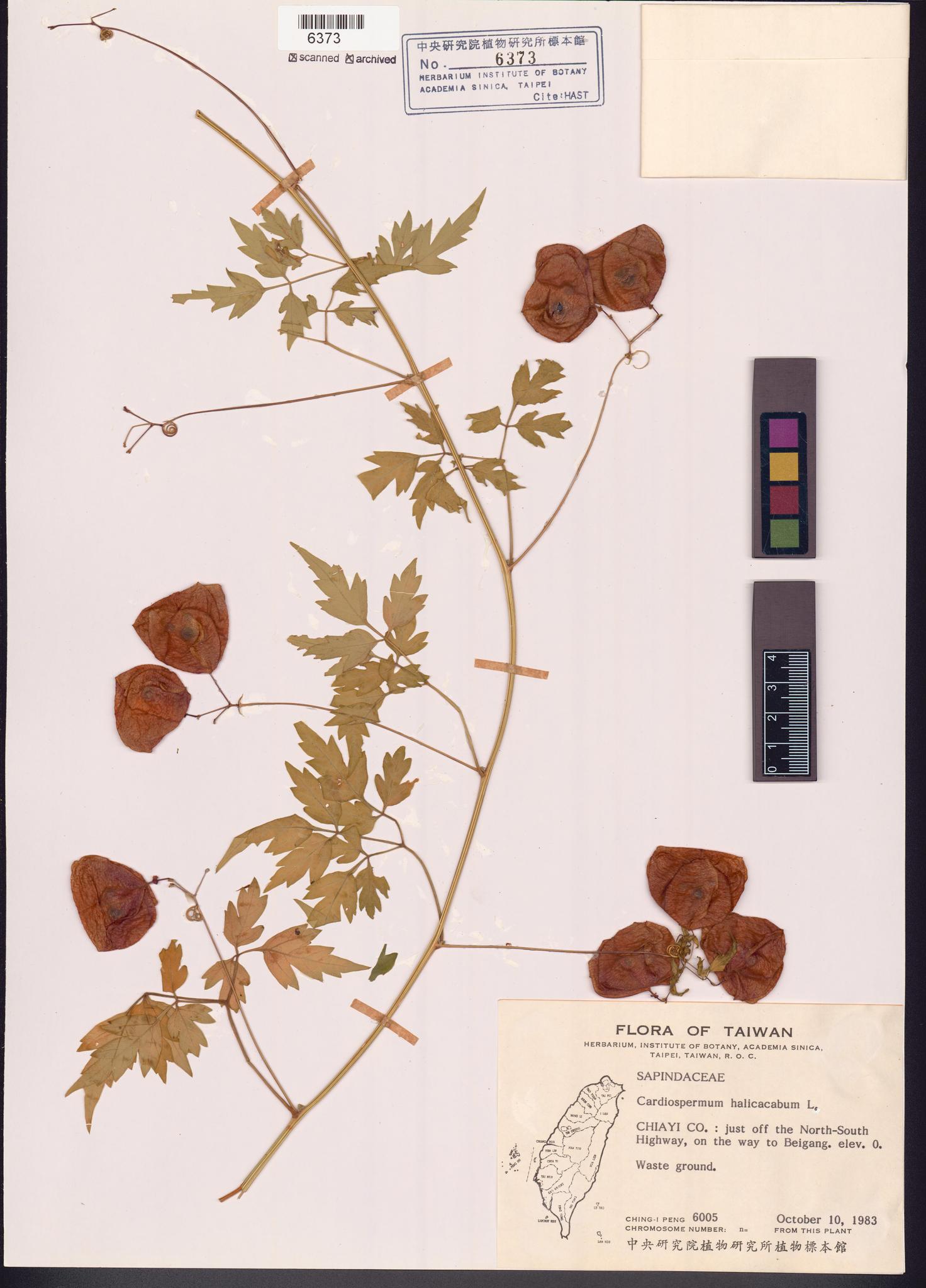 Sample image for viewer