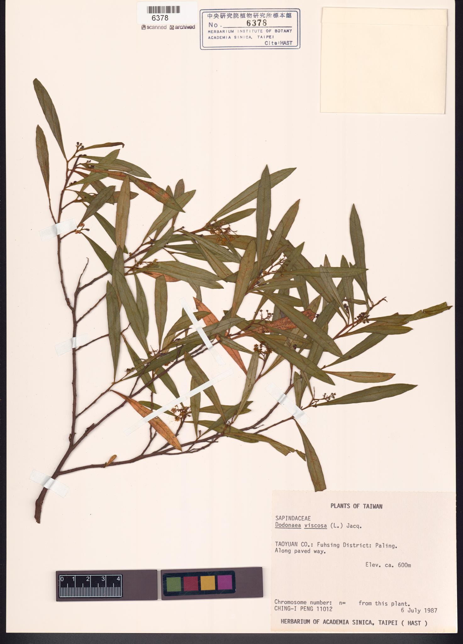 Sample image for viewer