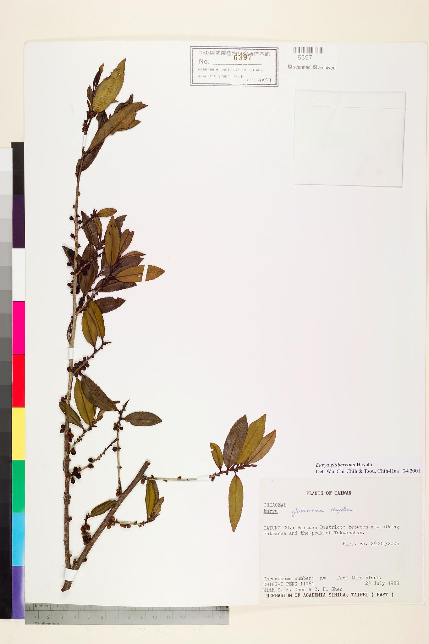 Sample image for viewer