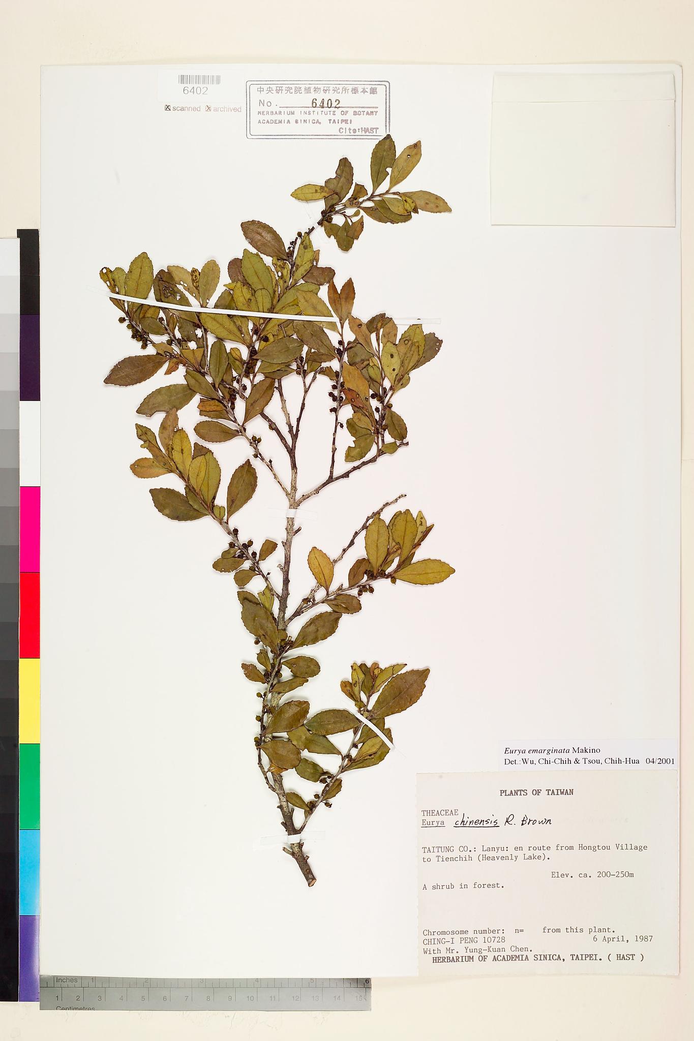 Specimen image