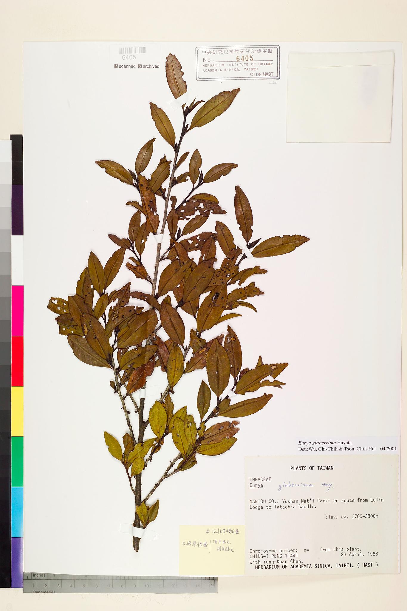 Sample image for viewer