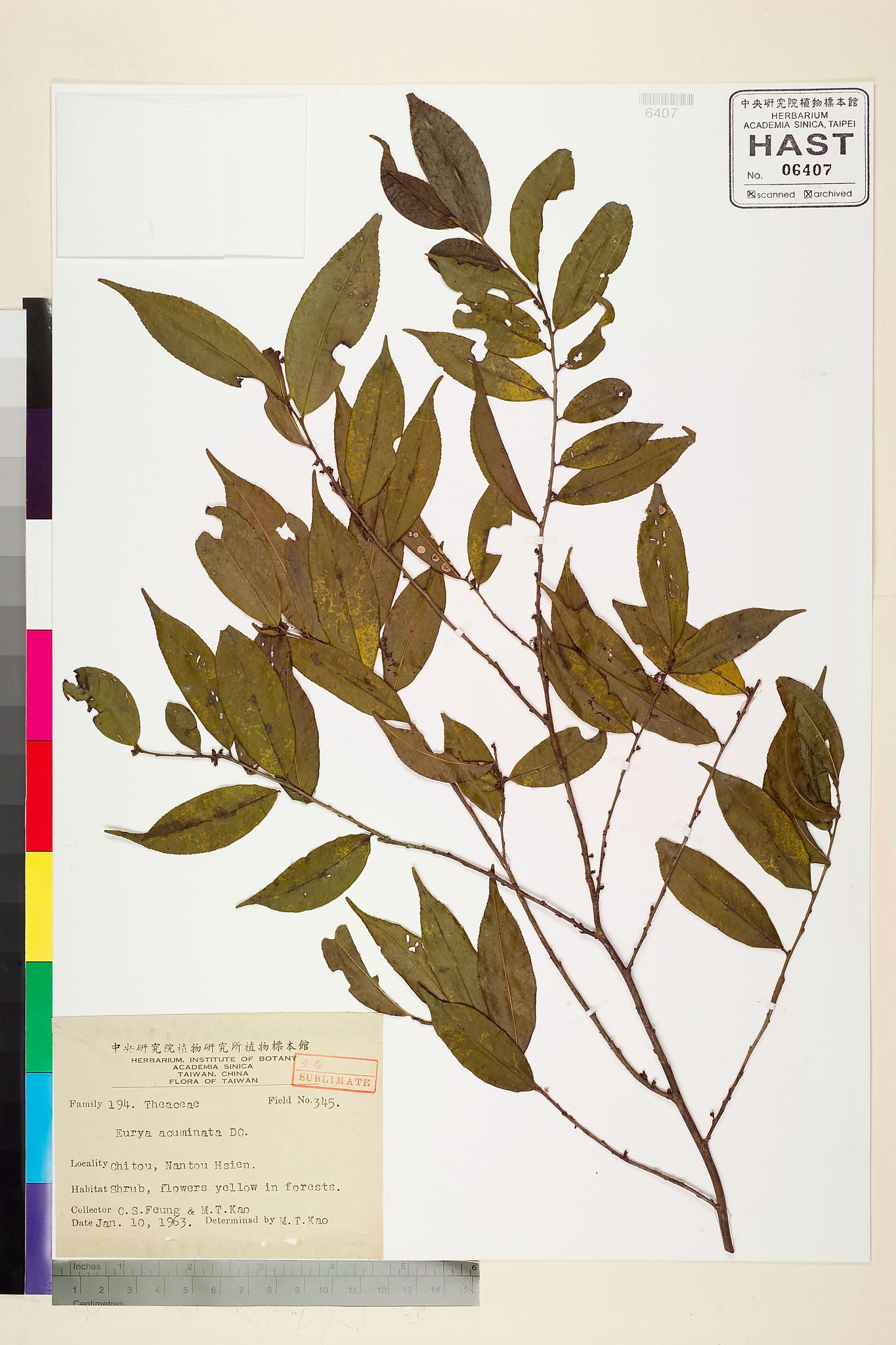 Sample image for viewer