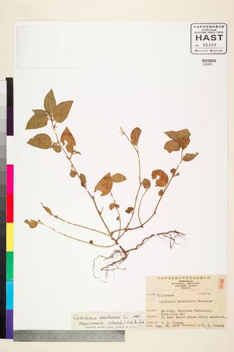 Corchorus aestuans L. var. brevicaulis (Hosok.) Liu & Lo