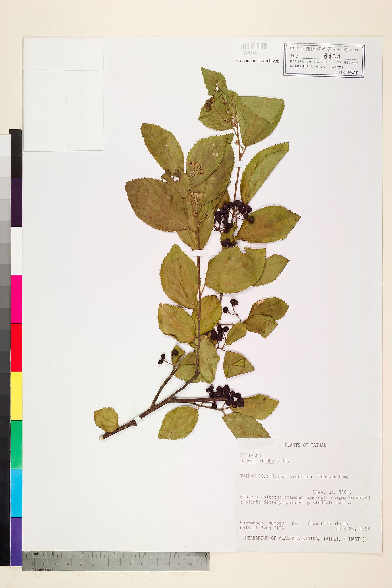 Sample image for viewer