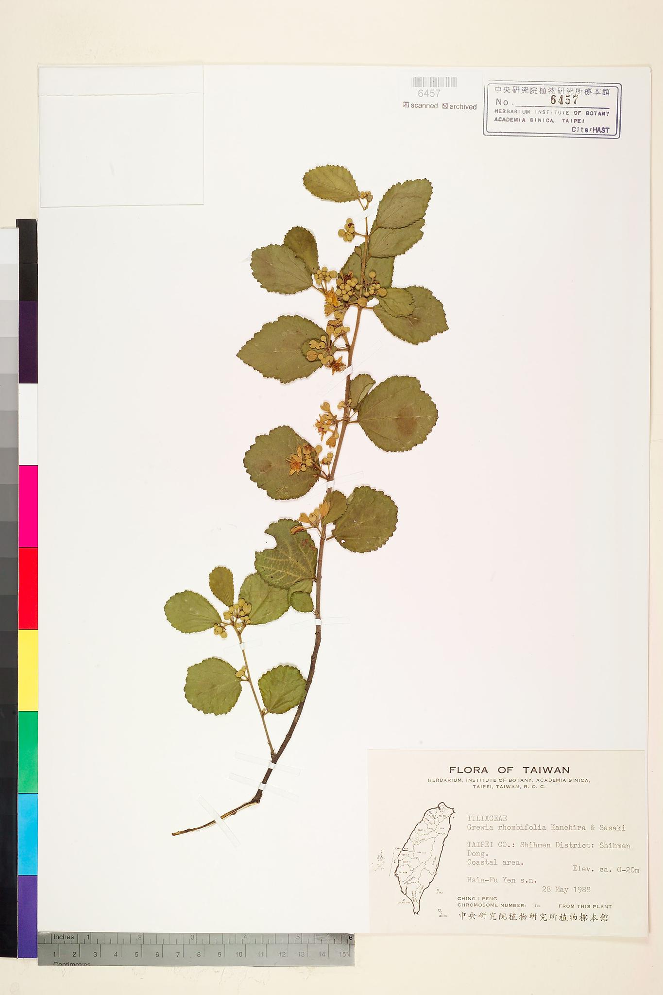 Sample image for viewer