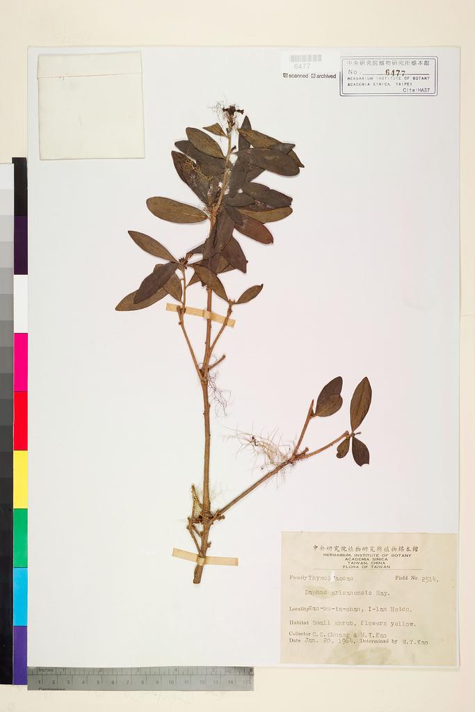 <Unit #74767 Chuang, C. C. |  | 2514:: | Daphne arisanensis Hayata>