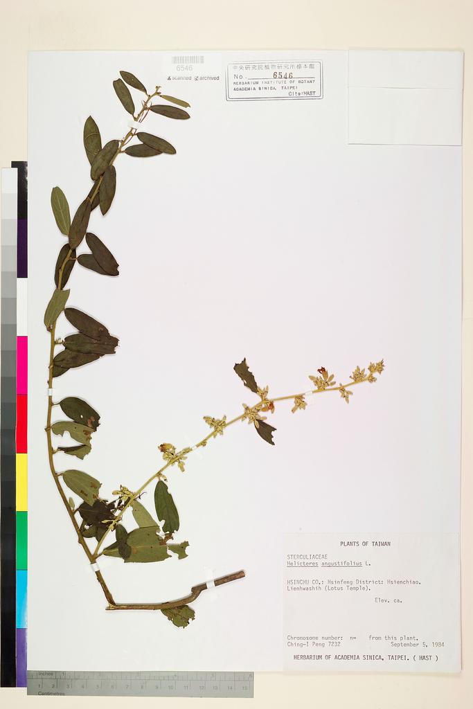 <Unit #19384 Peng, Ching-I | 彭鏡毅 | 7232:: | Helicteres angustifolia L.>