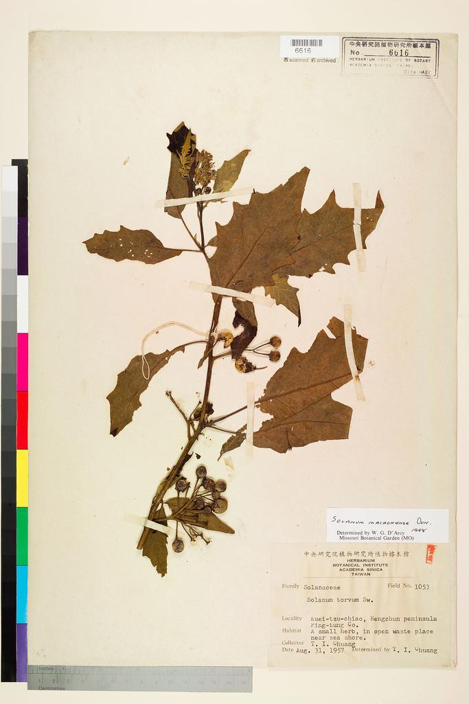 <Unit #74980 Chuang, T. I. | 莊燦暘 | 1053:: | Solanum macaonense Dunal>