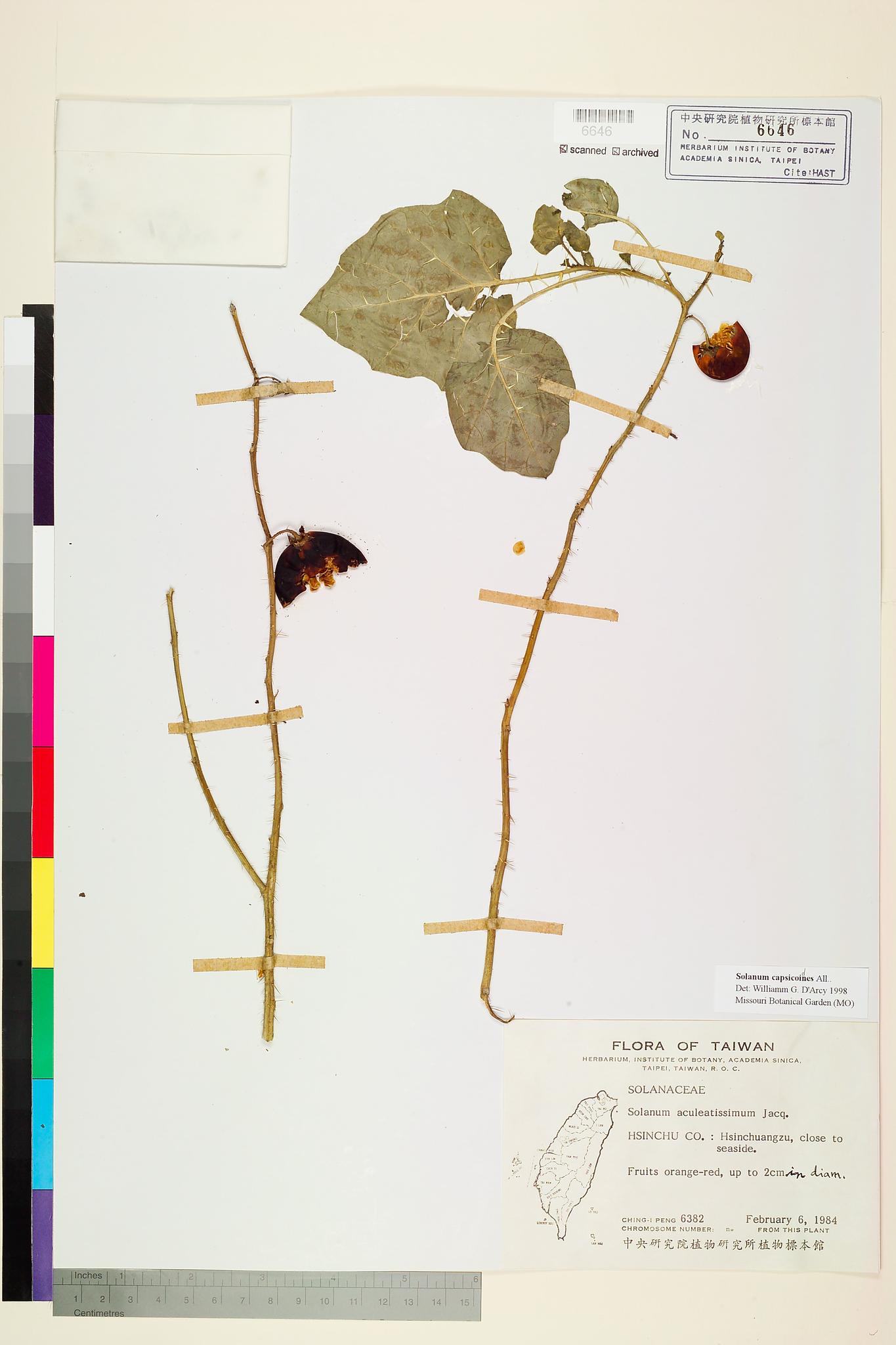 Sample image for viewer