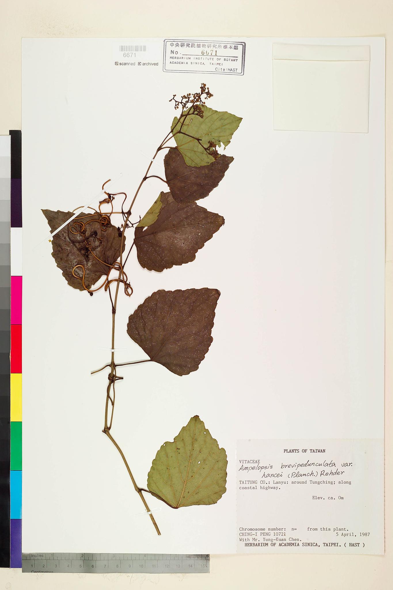 Sample image for viewer