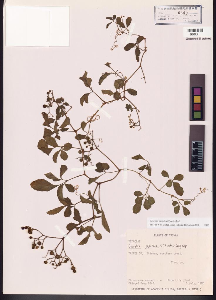 <Unit #23311 Peng, Ching-I | 彭鏡毅 | 9343:: | Causonis japonica (Thunb.) Raf.>