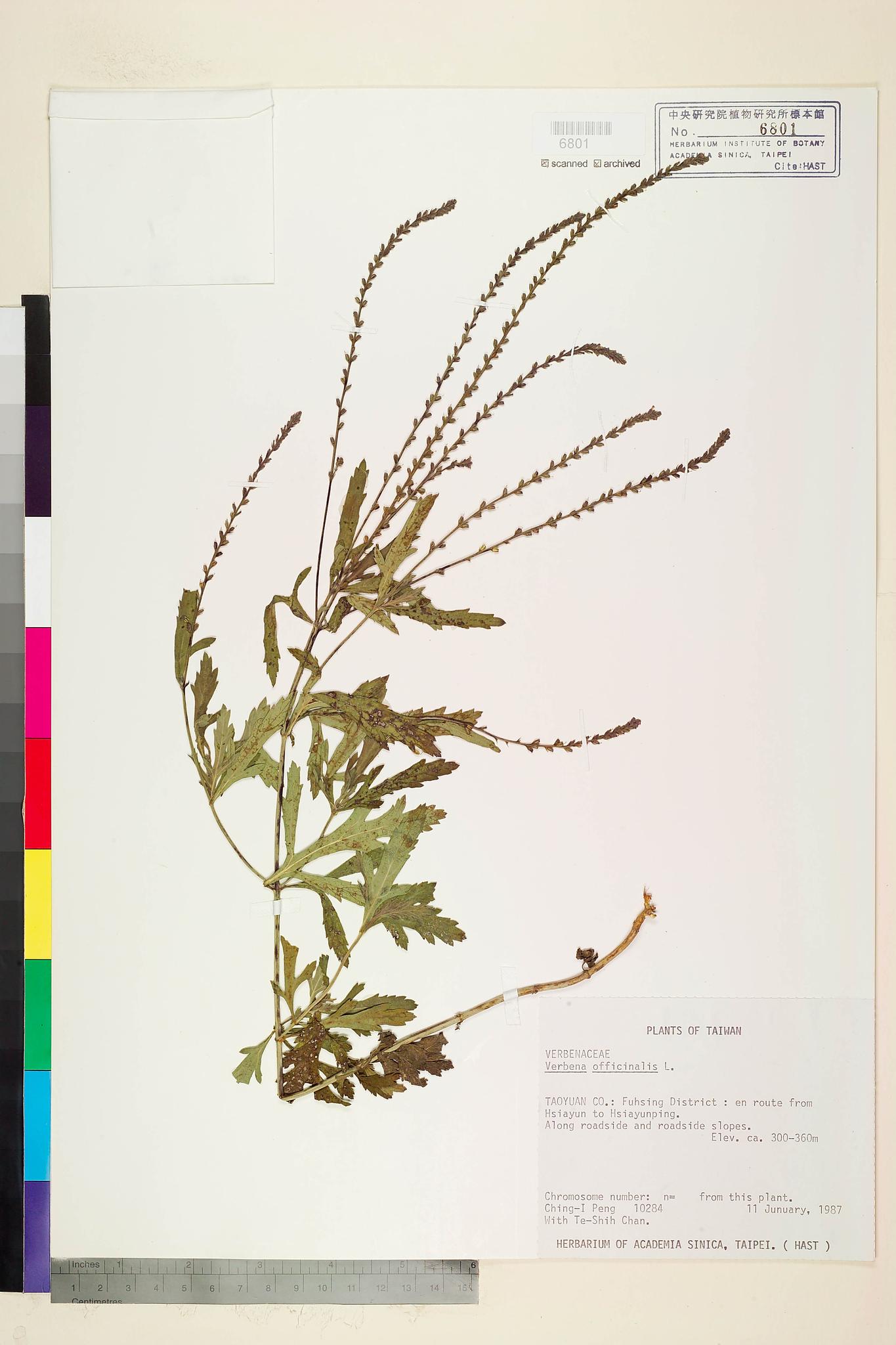 Sample image for viewer