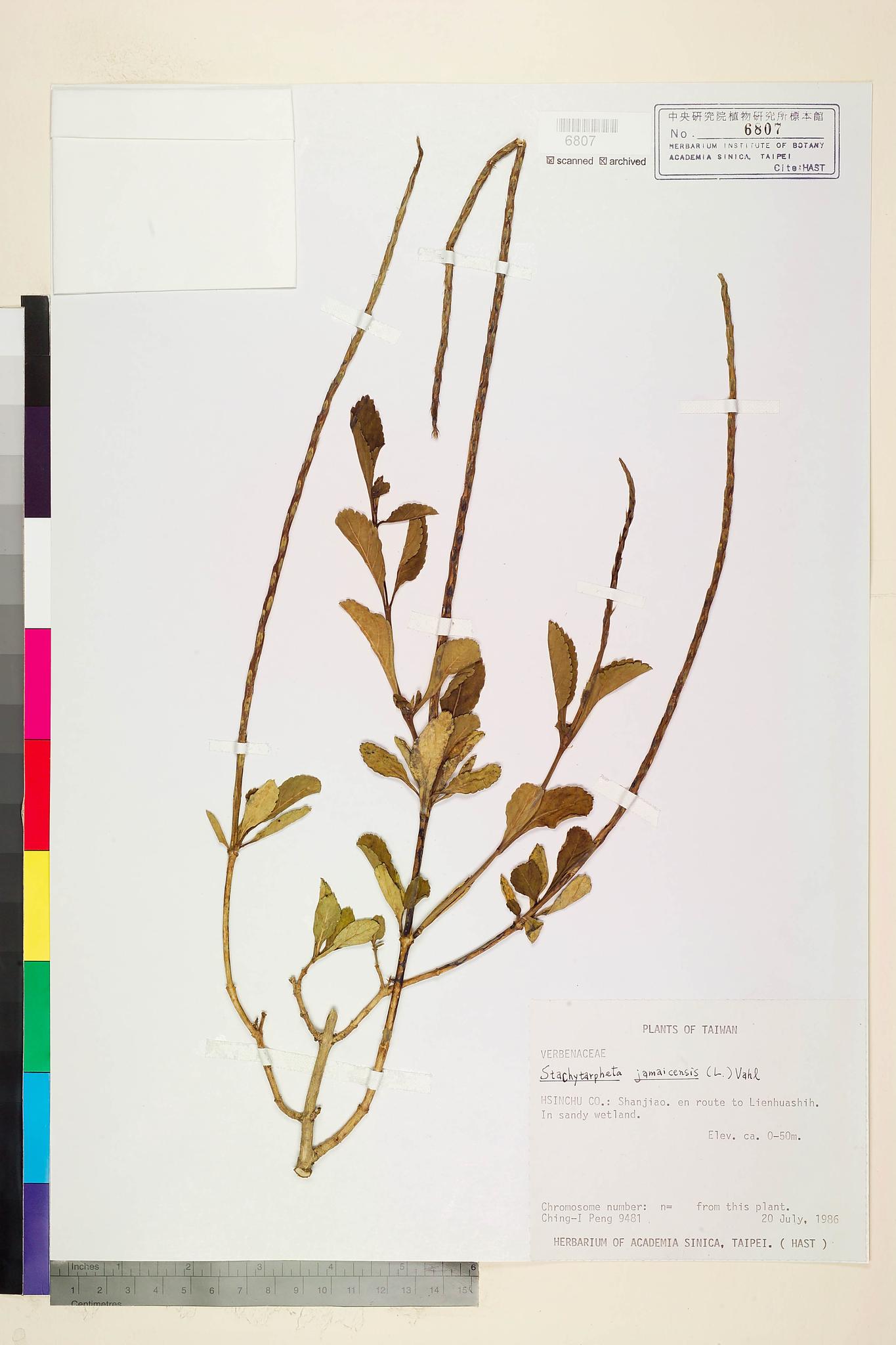 Sample image for viewer