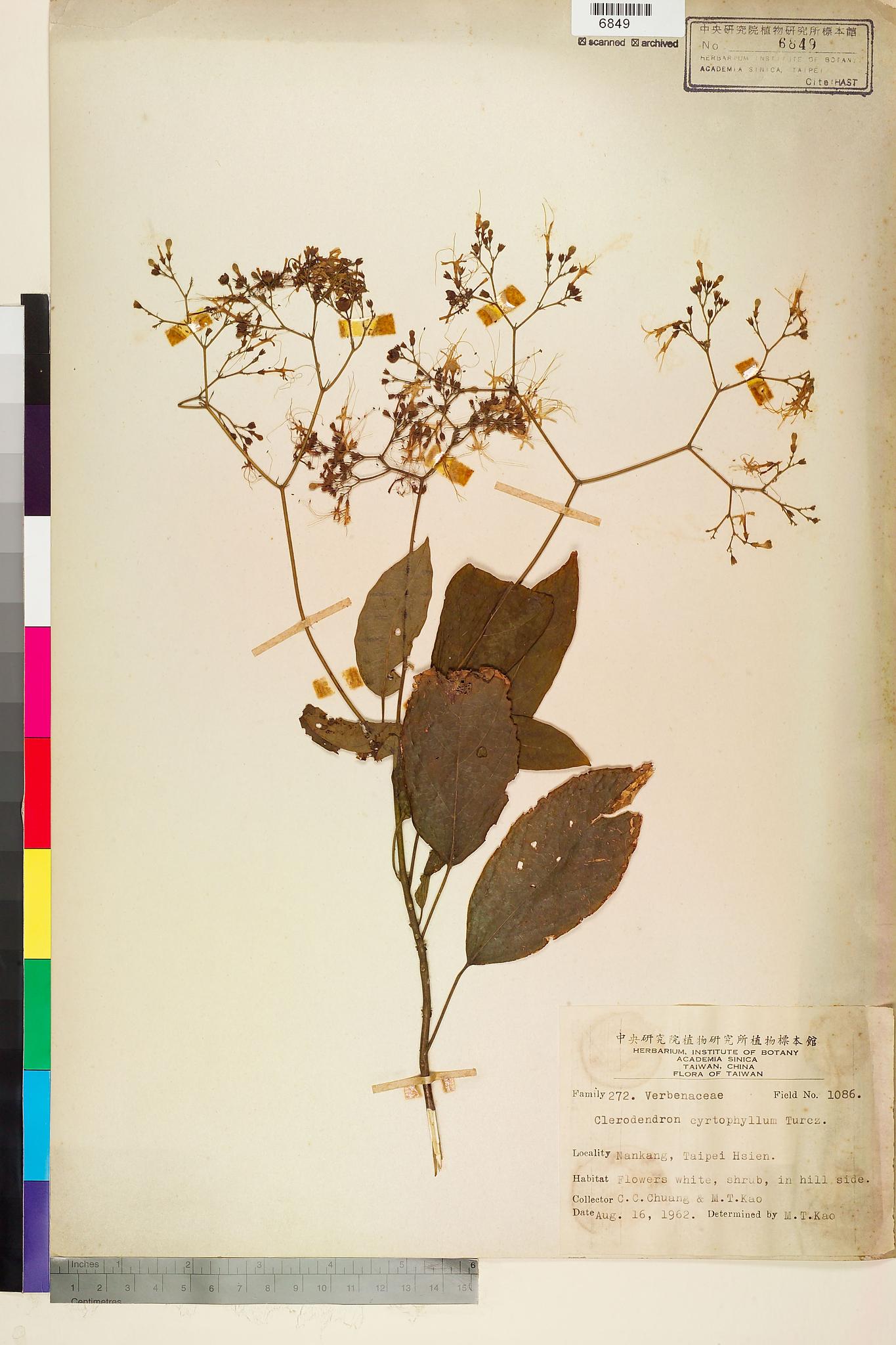 Sample image for viewer