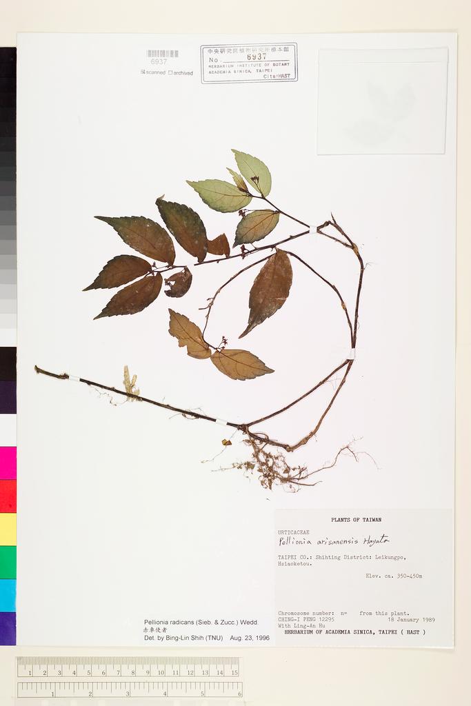 <Unit #23700 Peng, Ching-I | 彭鏡毅 | 12295:: | Pellionia radicans (Sieb. & Zucc.) Wedd.>