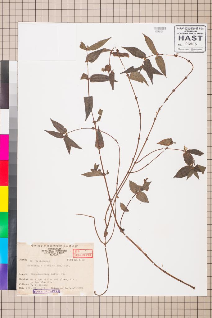 <Unit #130614 Chuang, T. I. | 莊燦暘 | 4722:: | Gonostegia hirta (Bl.) Miq.>