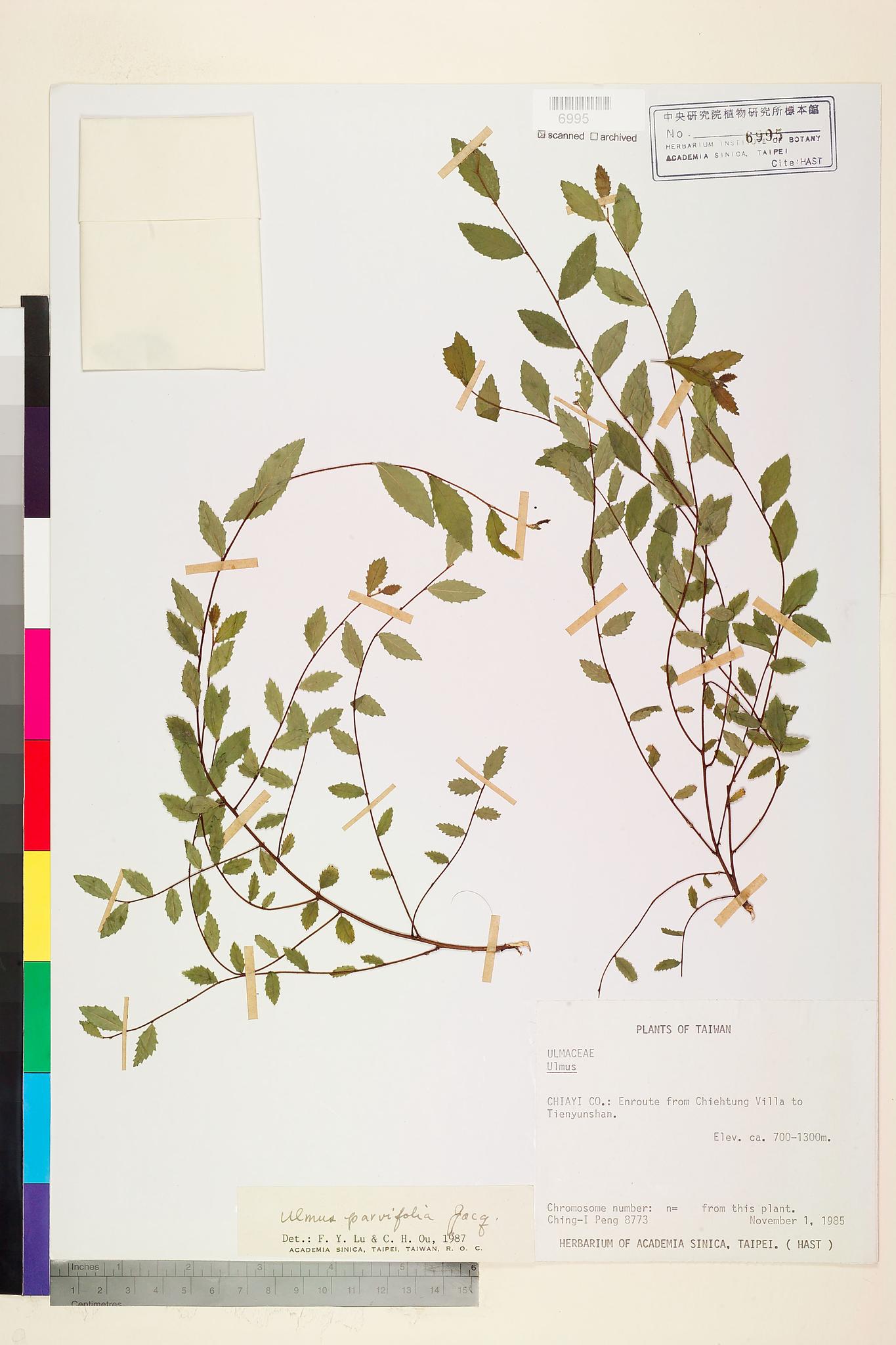 Sample image for viewer