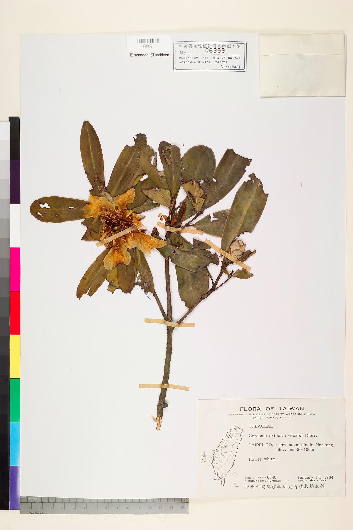 Sample image for viewer