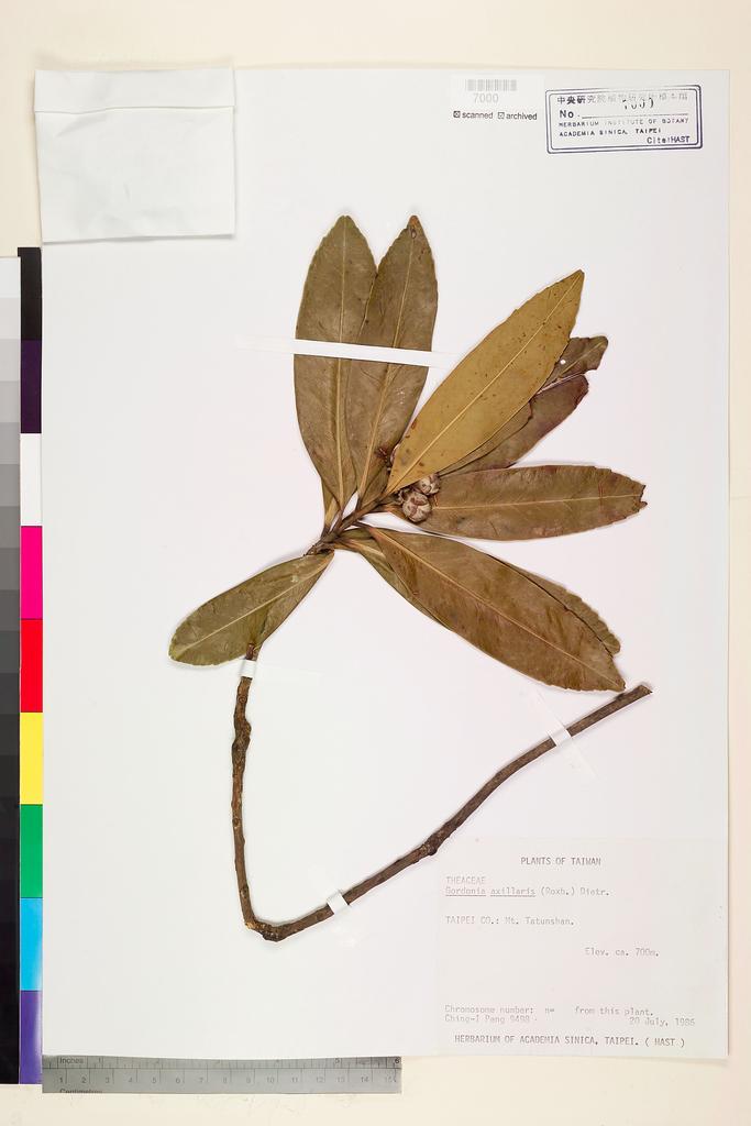 <Unit #22809 Peng, Ching-I | 彭鏡毅 | 9498:: | Gordonia axillaris (Roxb. ex Ker Gawl.) D. Dietr.>