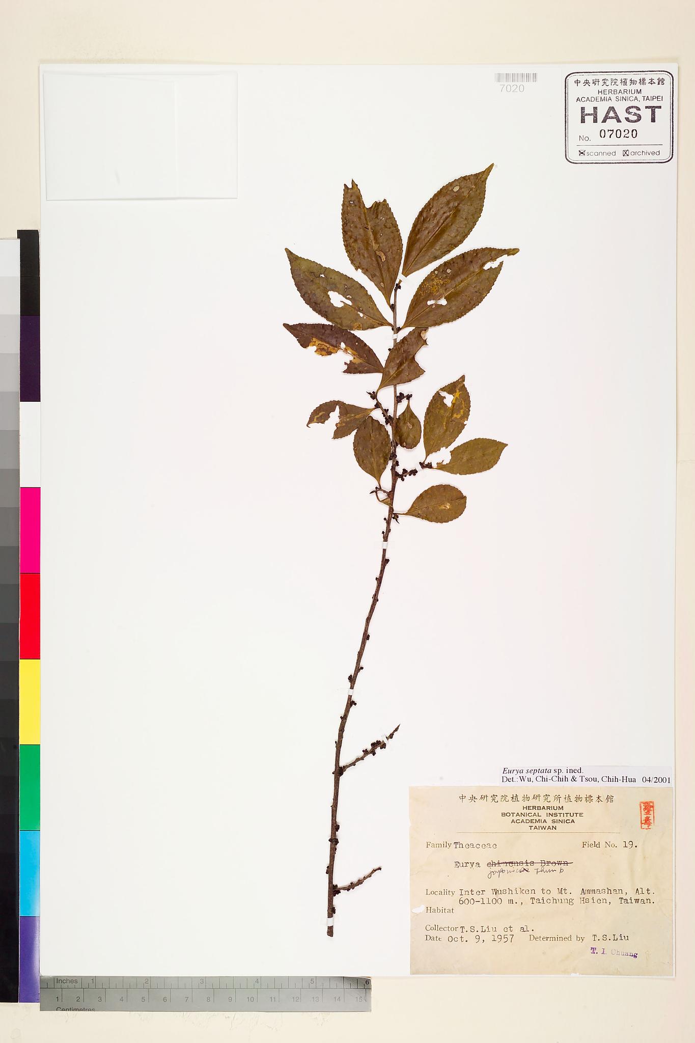 Sample image for viewer