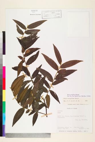 Eurya strigillosa Hayata