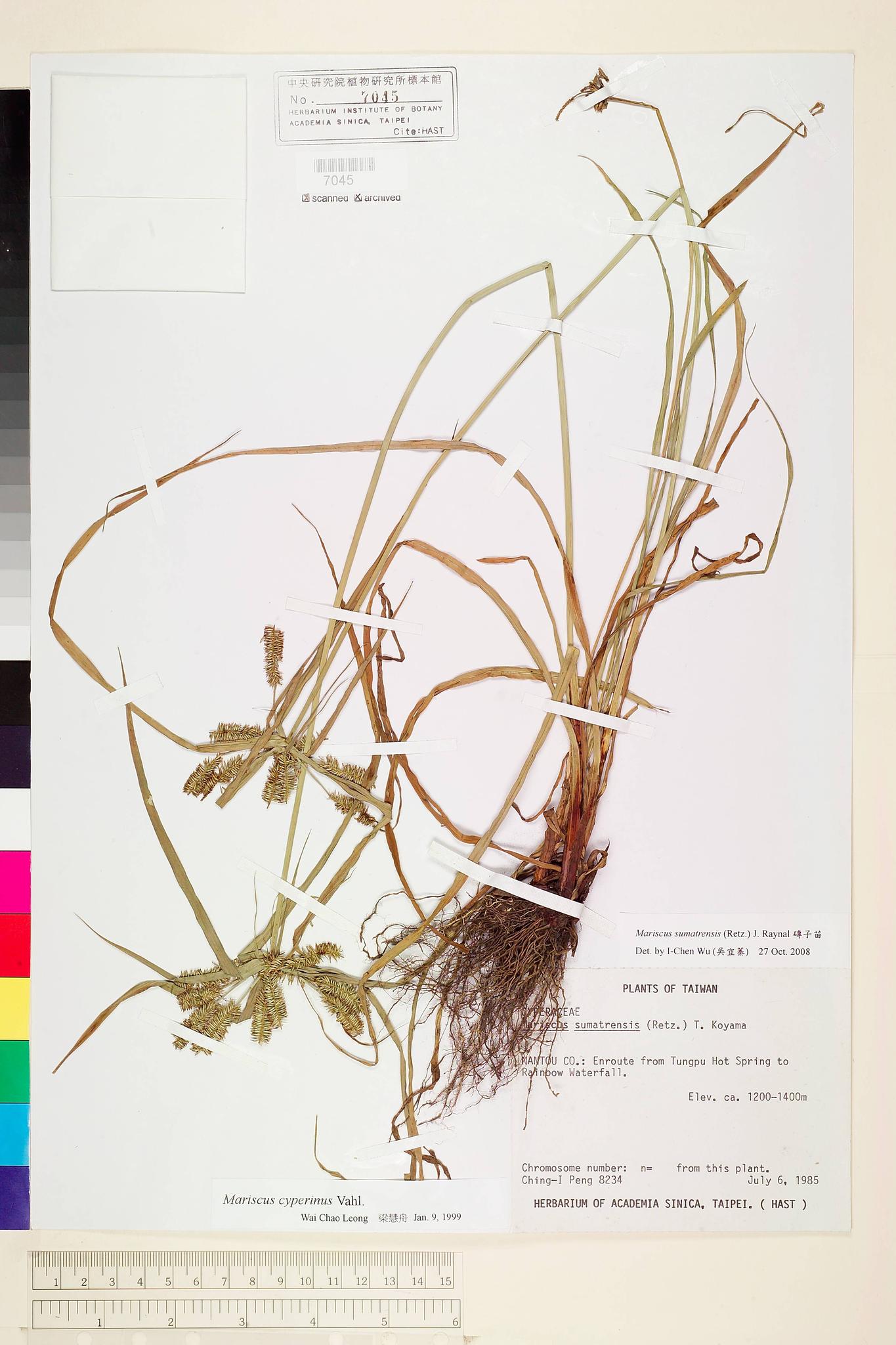 Sample image for viewer