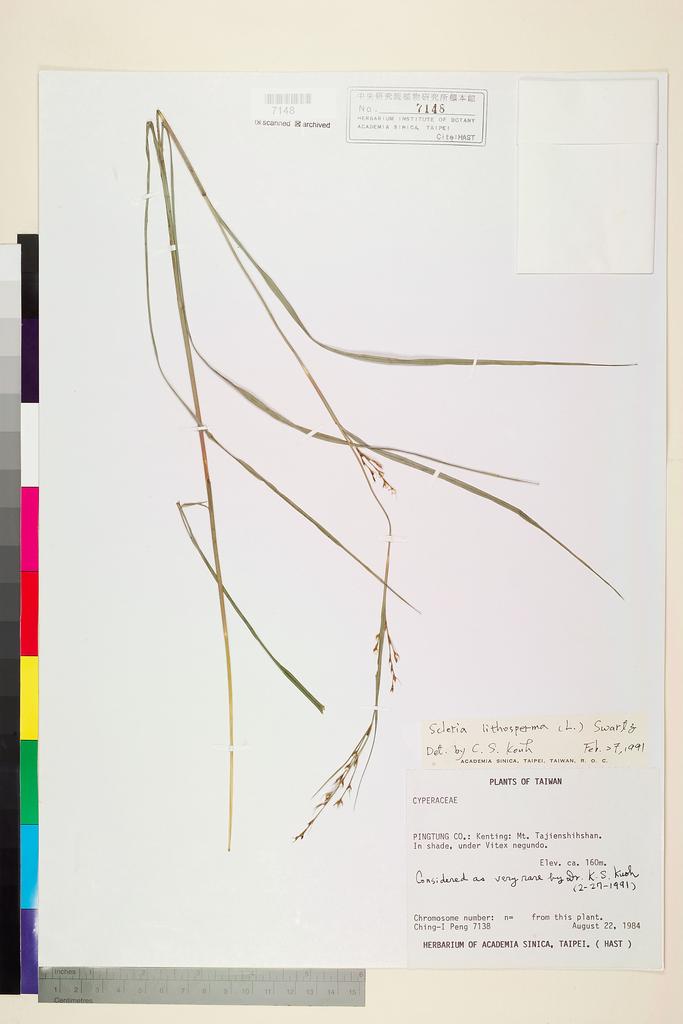 <Unit #18756 Peng, Ching-I | 彭鏡毅 | 7138:: | Scleria lithosperma (L.) Sw.>