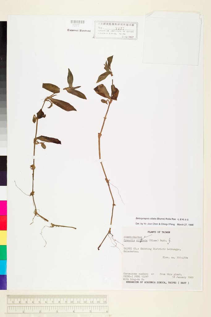 <Unit #22106 Peng, Ching-I | 彭鏡毅 | 12297:: | Belosynapsis ciliata (Blume) R. S. Rao>