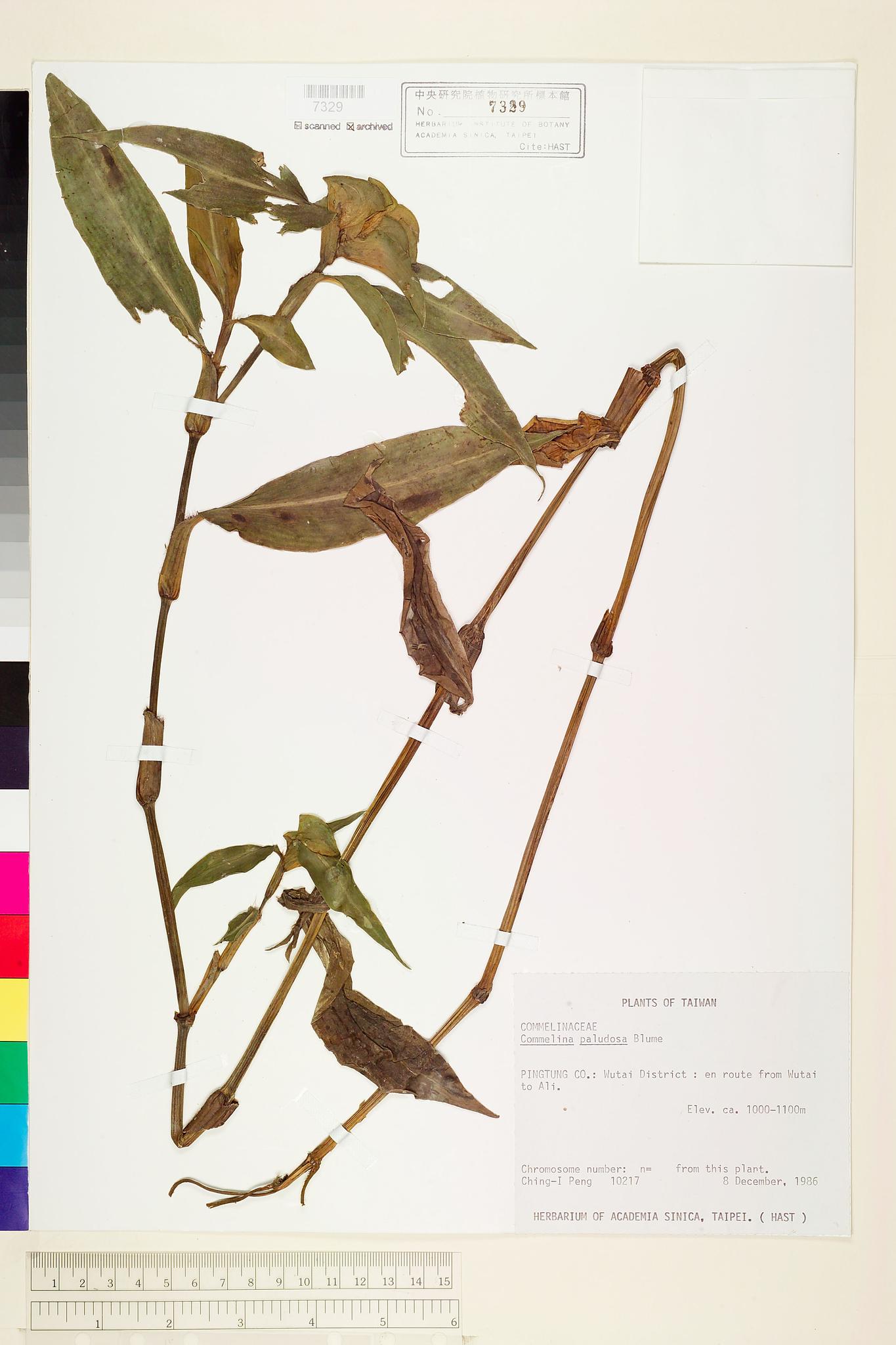 Sample image for viewer