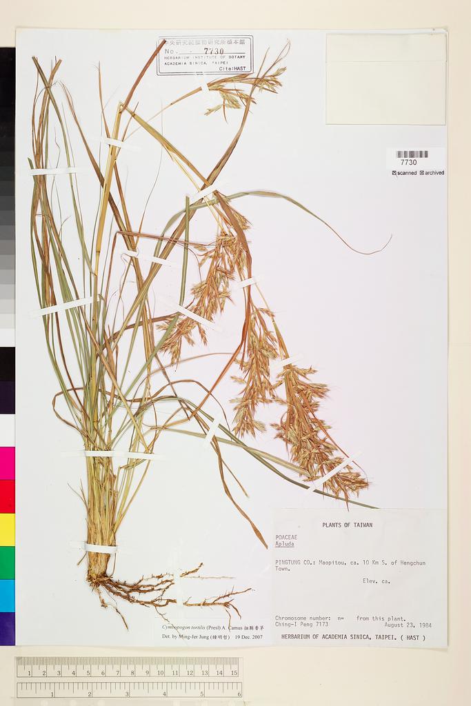 <Unit #22127 Peng, Ching-I | 彭鏡毅 | 7173:: | Cymbopogon tortilis (Presl) A. Camus>