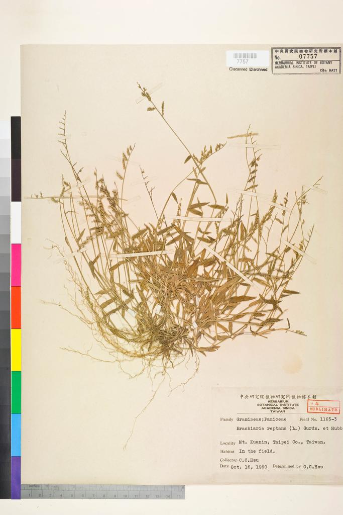 <Unit #72144 Hsu, Chien-Chang | 許建昌 | 1165:: | Brachiaria reptans (L.) C. A. Gardner & C. E. Hubb.>