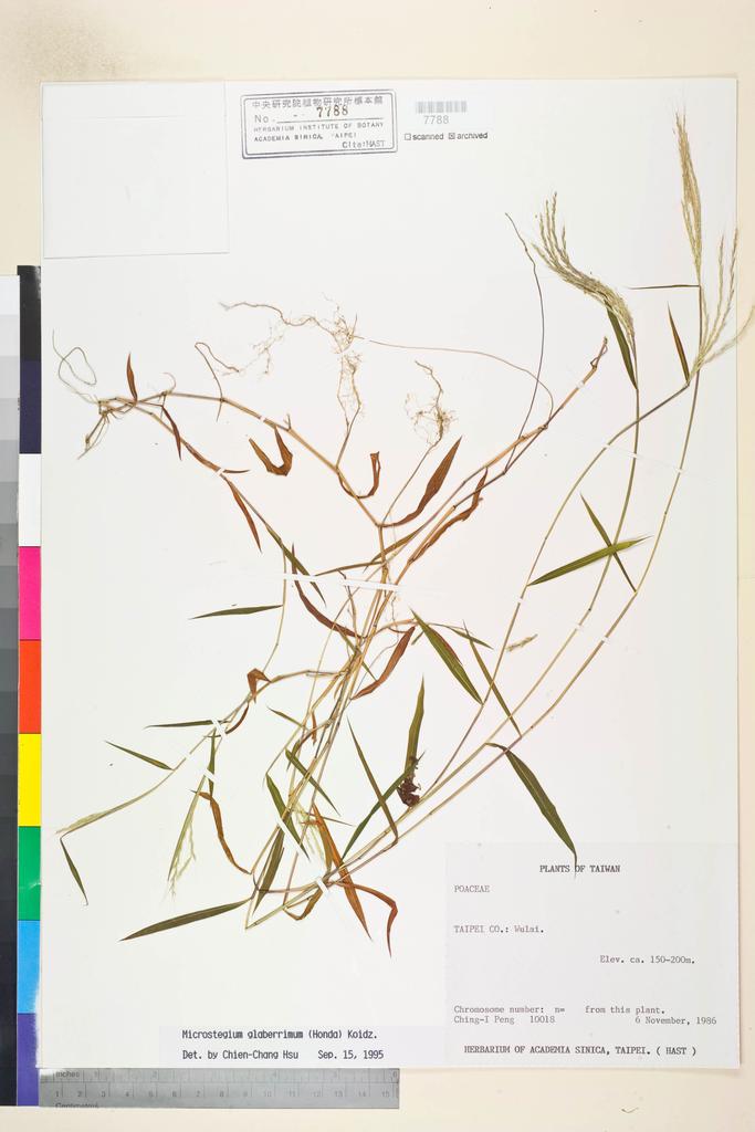 <Unit #22930 Peng, Ching-I | 彭鏡毅 | 10018:: | Microstegium glaberrimum (Honda) Koidz.>