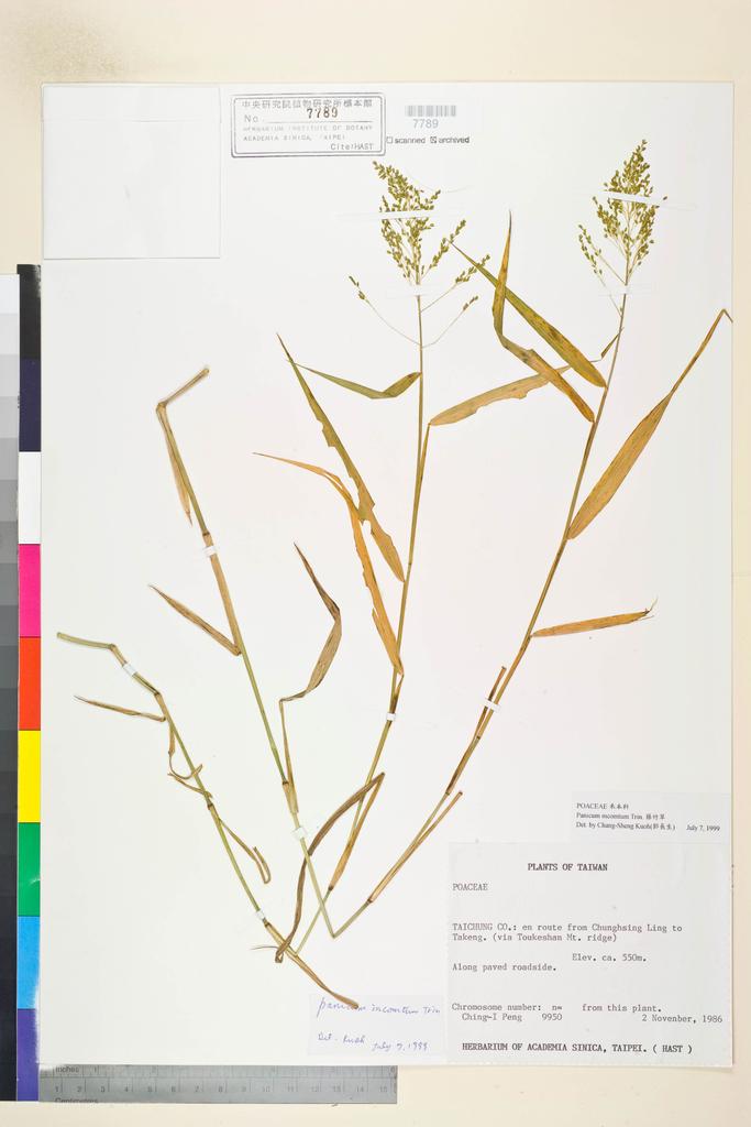 <Unit #23059 Peng, Ching-I | 彭鏡毅 | 9950:: | Panicum incomtum Trin.>
