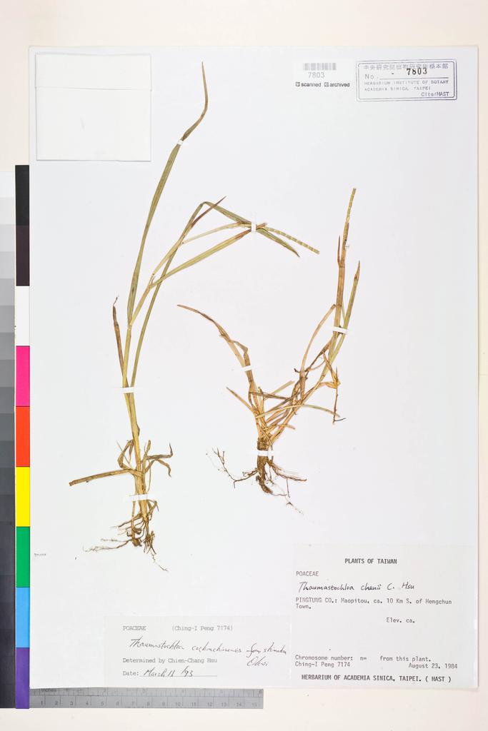 <Unit #21573 Peng, Ching-I | 彭鏡毅 | 7174:: | Thaumastochloa cochinchinensis (Lour.) C. E. Hubb. f. shimadana (Ohwi & Odash.) Ohwi>