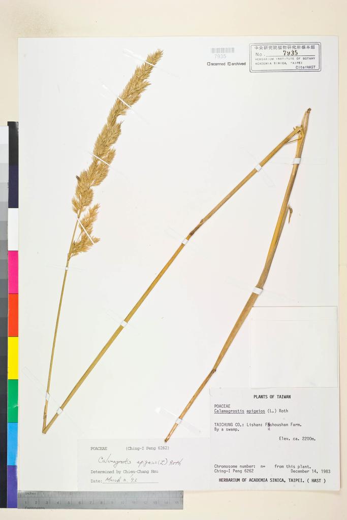 <Unit #18640 Peng, Ching-I | 彭鏡毅 | 6262:: | Calamagrostis epigeios (L.) Roth>