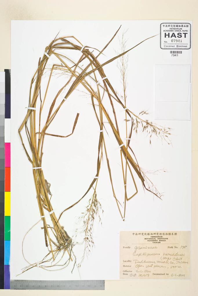 <Unit #72167 Hsu, Chien-Chang | 許建昌 | 578:: | Capillipedium kwashotensis (Hayata) C. C. Hsu>