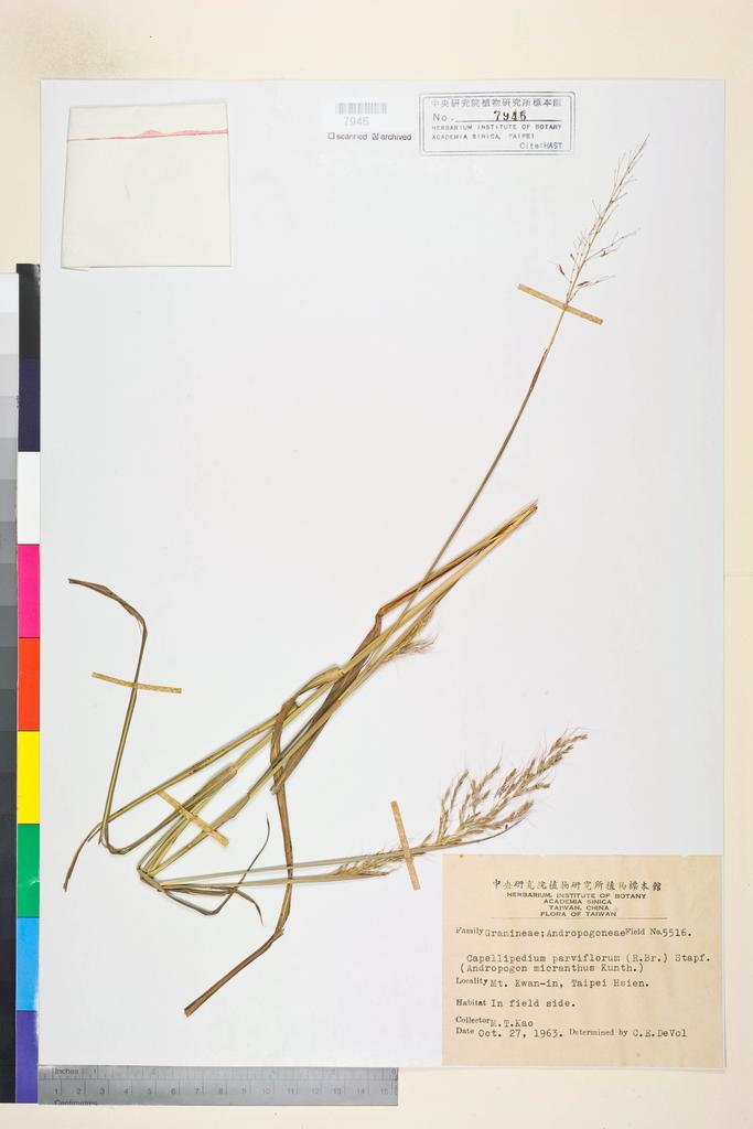 <Unit #72169 Kao, Muh-Tsuen | 高木村 | 5516:: | Andropogon>