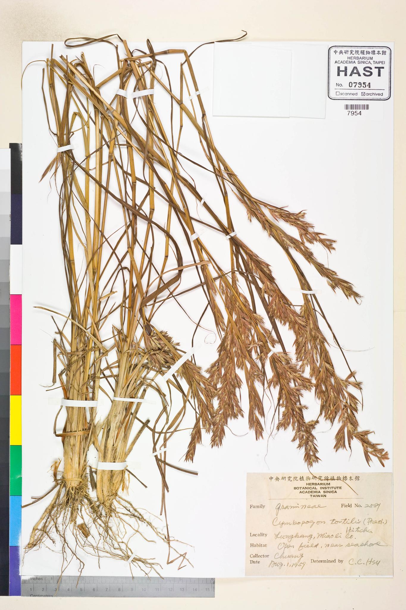 Sample image for viewer