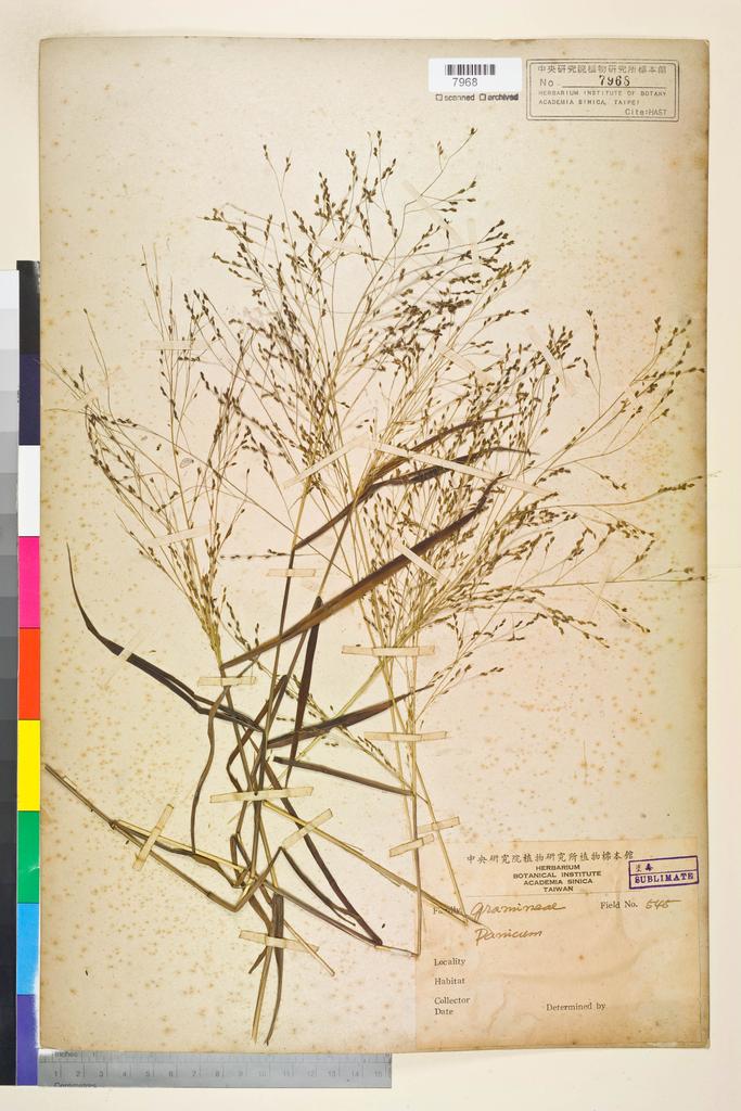 <Unit #134531  | 545:: | Panicum>