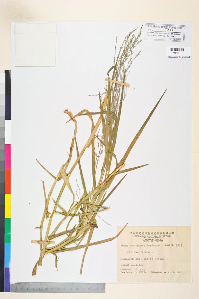 <Unit #72618 Kao, Muh-Tsuen | 高木村 | 5529:: | Panicum repens L.>