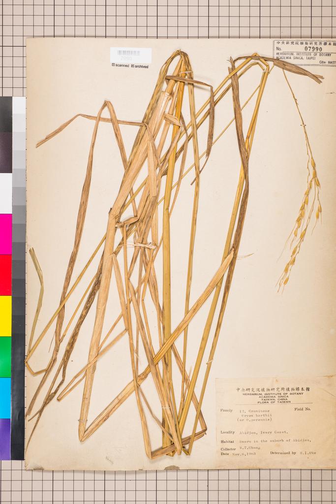 <Unit #112318  | :: | Oryza barthii A. Chev.>