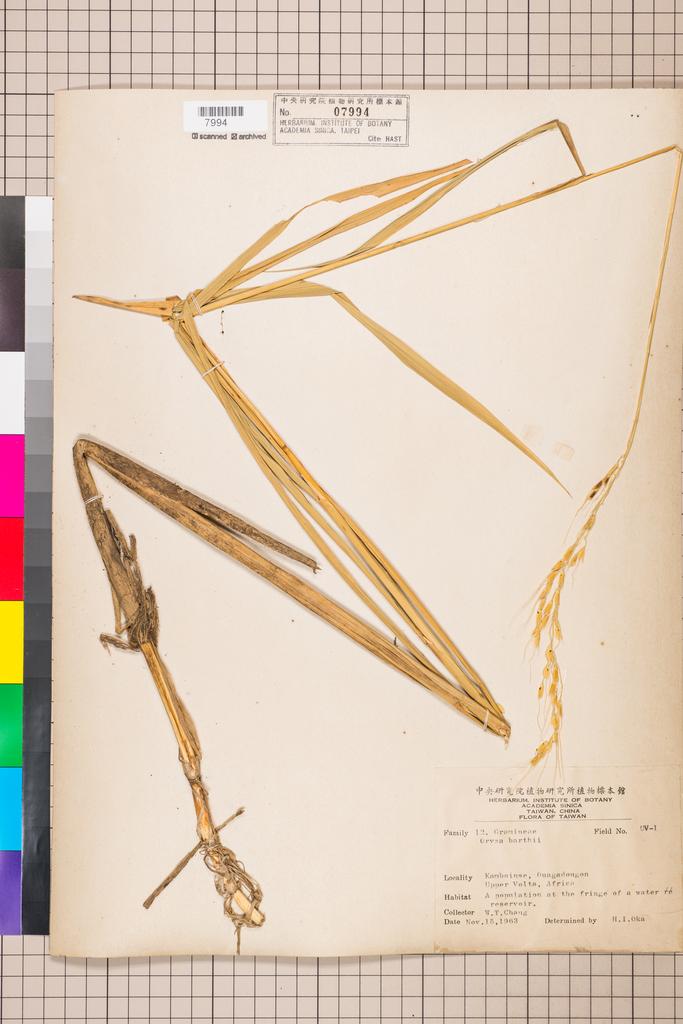 <Unit #112354  | UV-1:: | Oryza barthii A. Chev.>