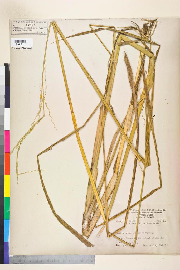 <Unit #134530  | :: | Oryza barthii A. Chev.>