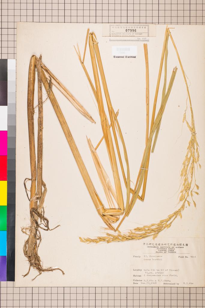 <Unit #112358  | NG-1:: | Oryza barthii A. Chev.>