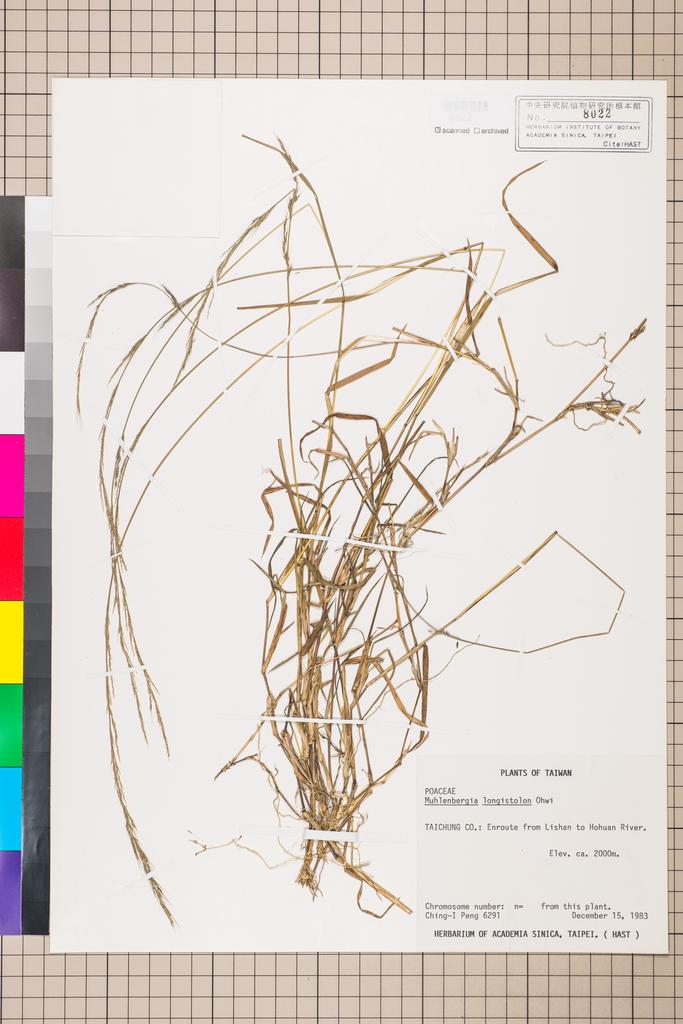 <Unit #15982 Peng, Ching-I | 彭鏡毅 | 6291:: | Muhlenbergia longistolon Ohwi>