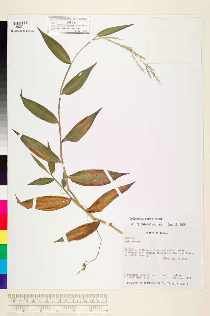 <Unit #26080 Peng, Ching-I | 彭鏡毅 | 11160:: | Oplismenus patens Honda>