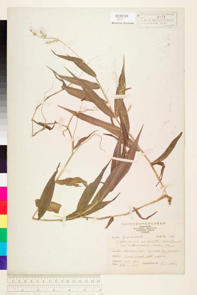 <Unit #72538 Hsu, Chien-Chang | 許建昌 | 569:: | Oplismenus compositus (L.) P. Beauv. var. intermedius (Honda) Ohwi>