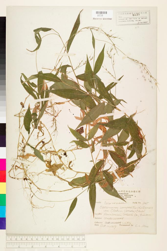 <Unit #134551 Hsu, Chien-Chang | 許建昌 | 565:: | Oplismenus compositus (L.) P. Beauv. var. owatarii (Honda) Ohwi>